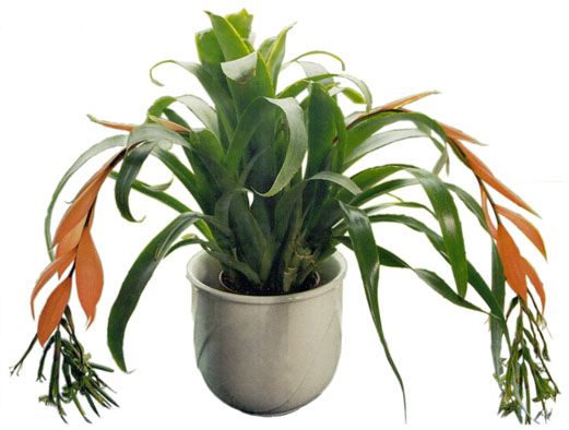 Billbergia nutans